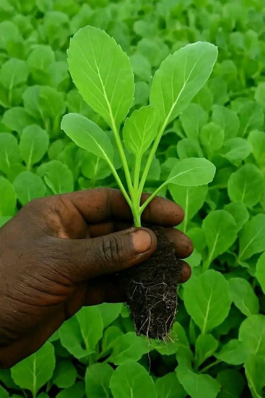 Kabheji seedlings