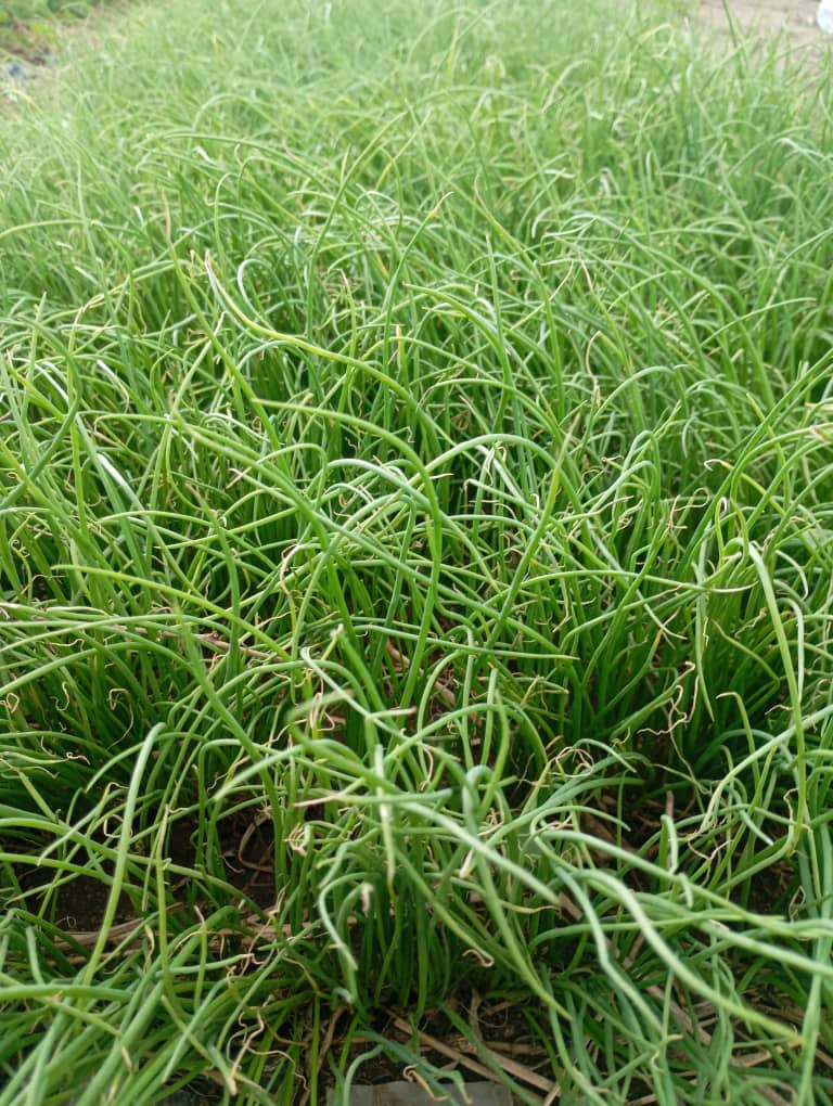 Onion seedlings