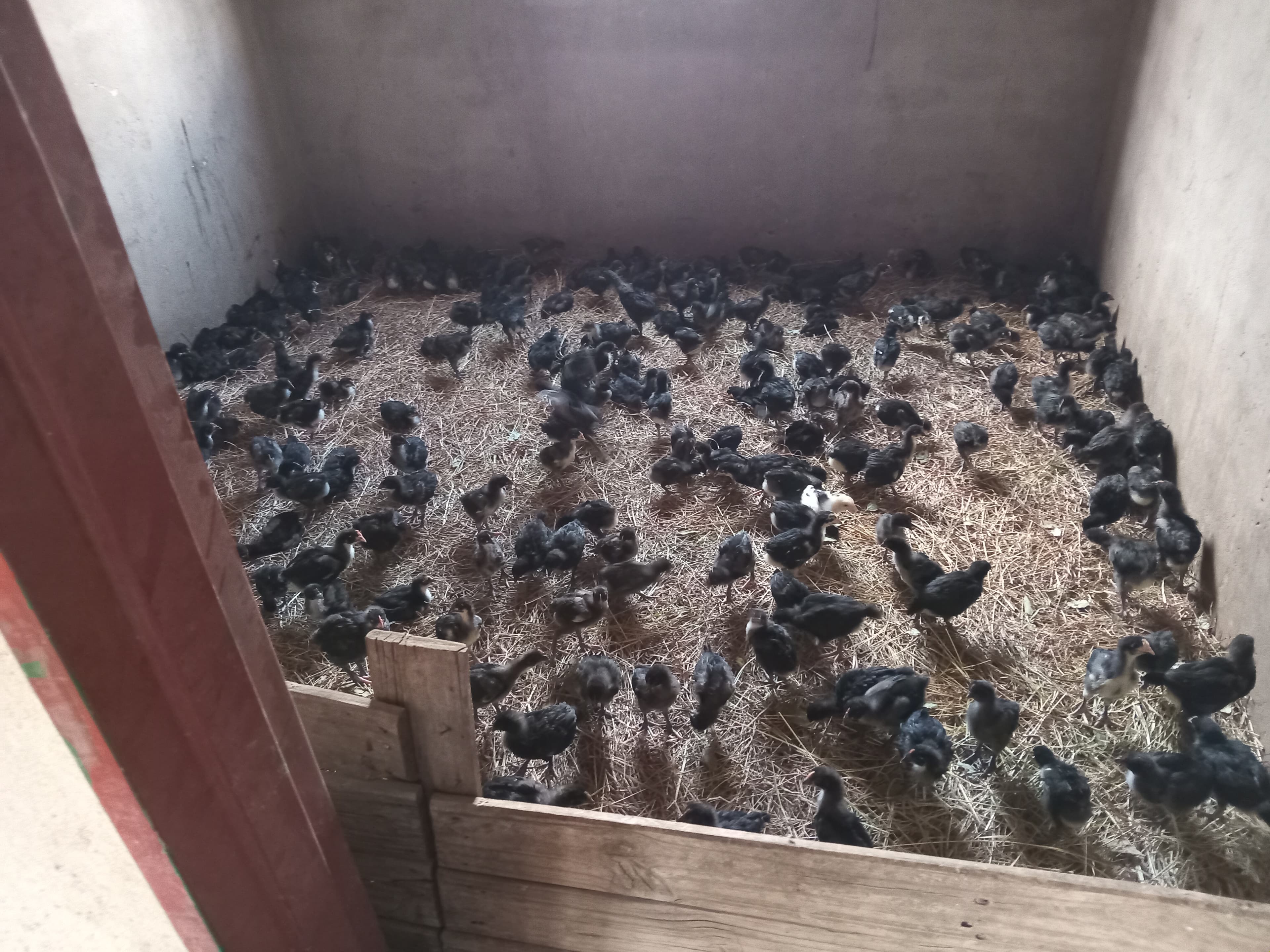 Black Australorp chicks