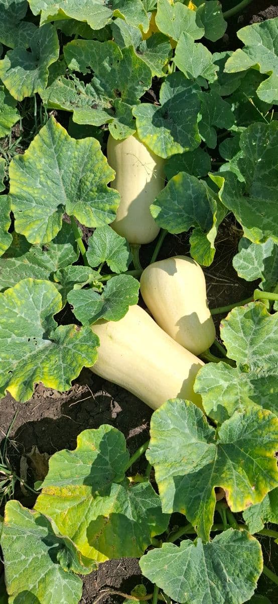 Butternut