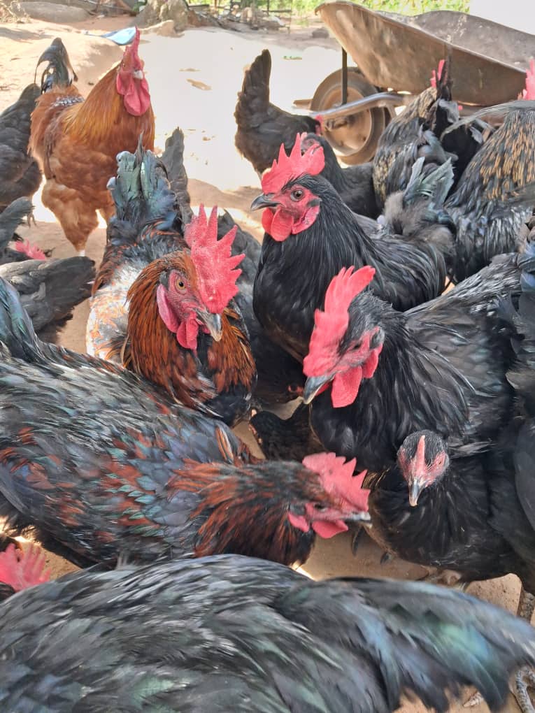 Chickens