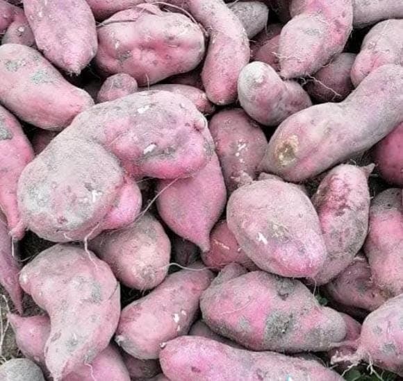 Sweet Potatoes