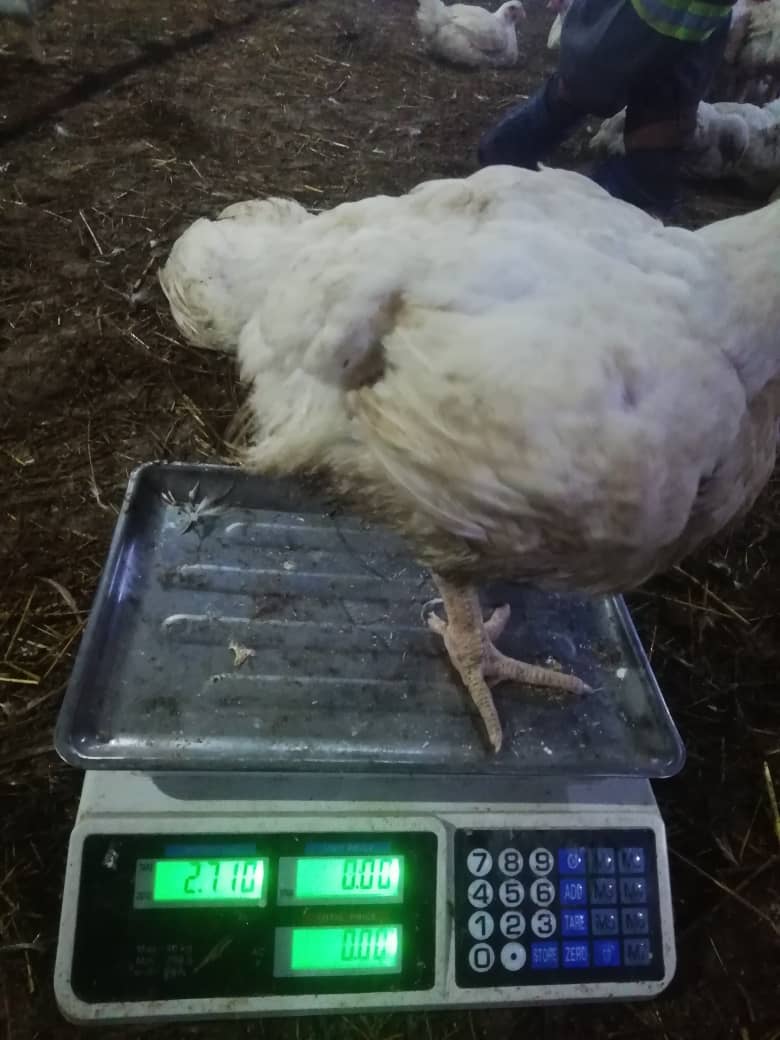 Chickens