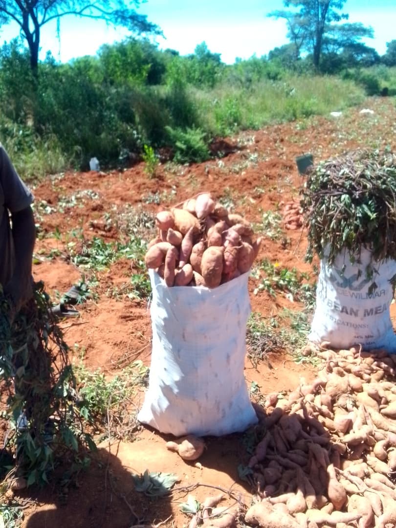 Sweet Potatoes