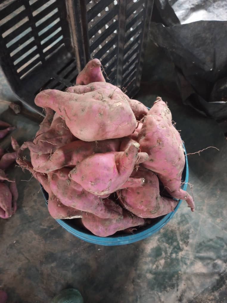 Sweet Potatoes