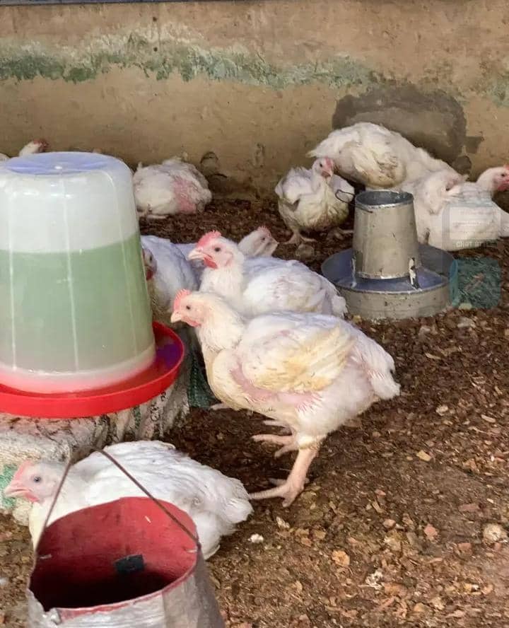 Chickens