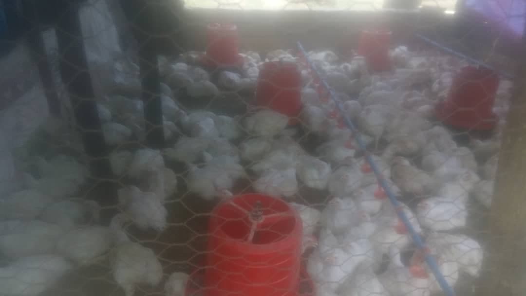 Chickens