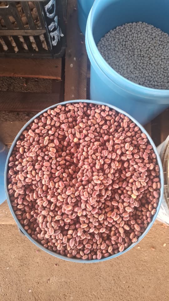 Beans