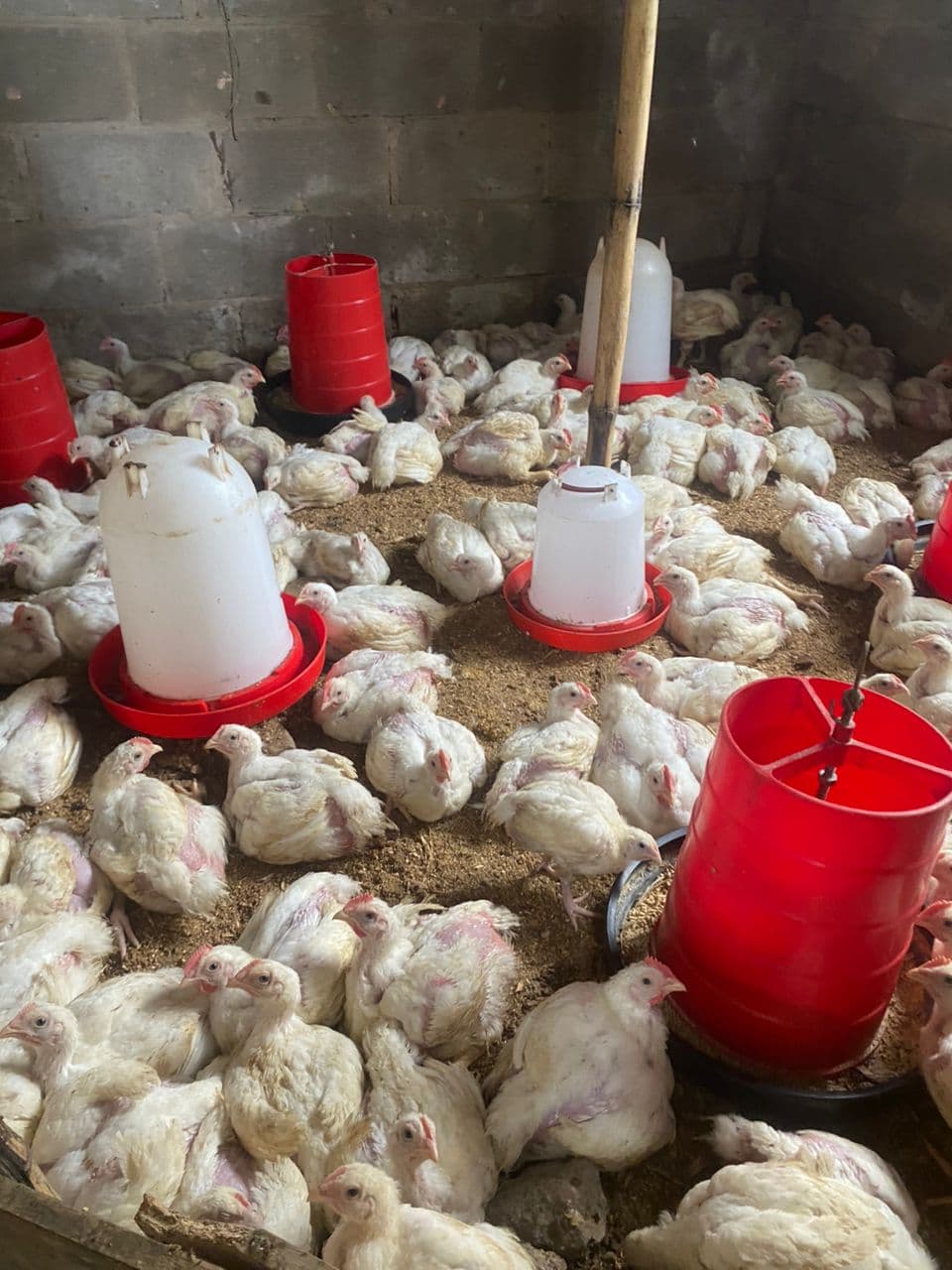 Chickens