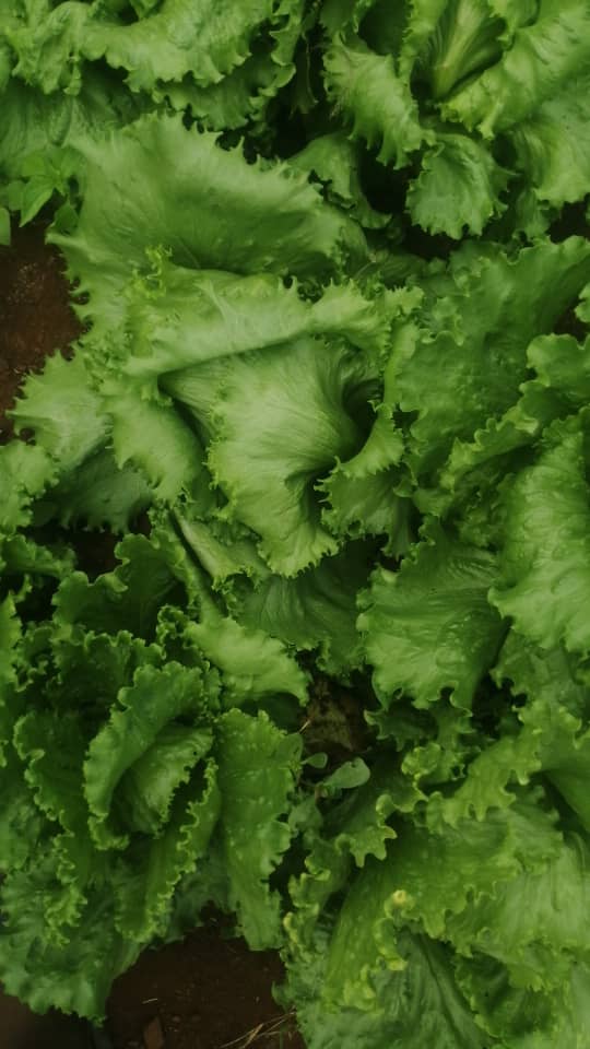 Lettuce