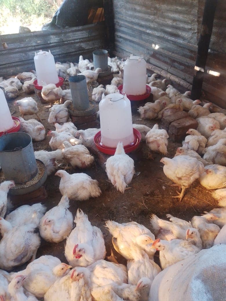 Chickens