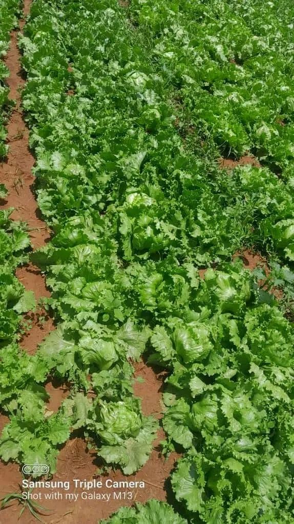 Lettuce