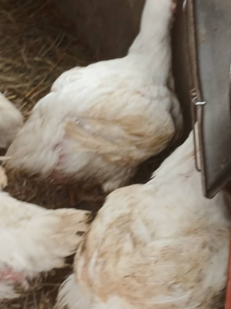 Chickens