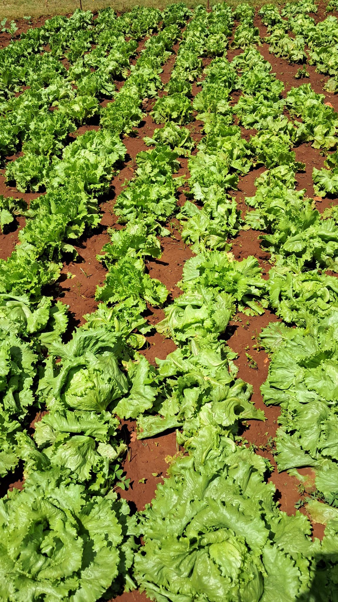 Lettuce