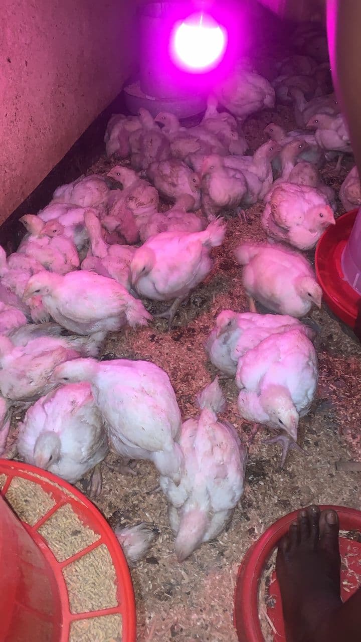 Chickens