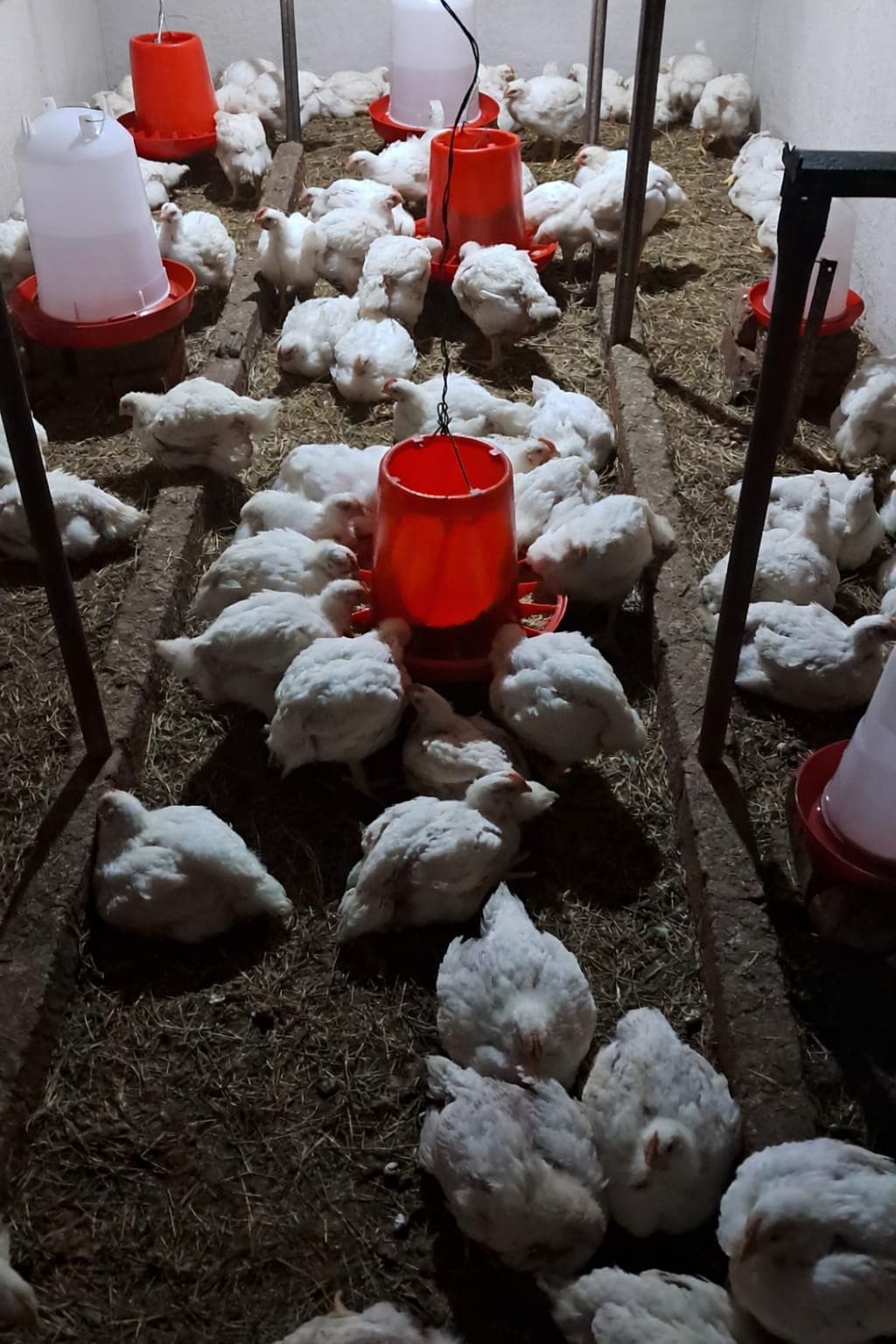 Chickens