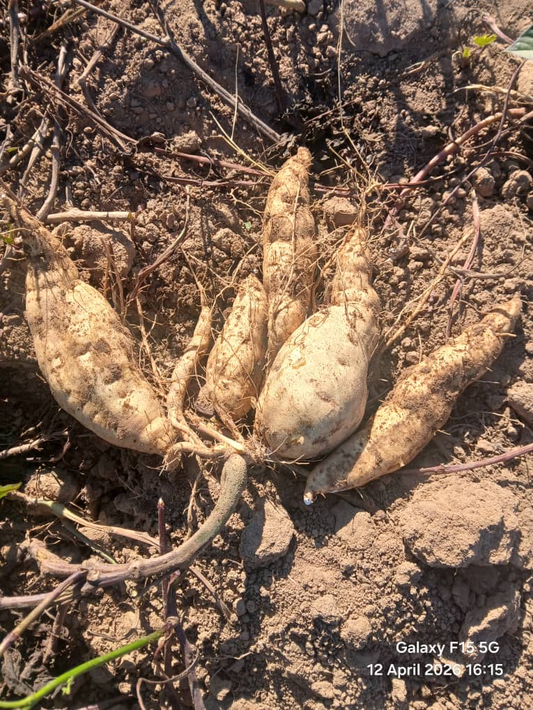 Sweet Potatoes