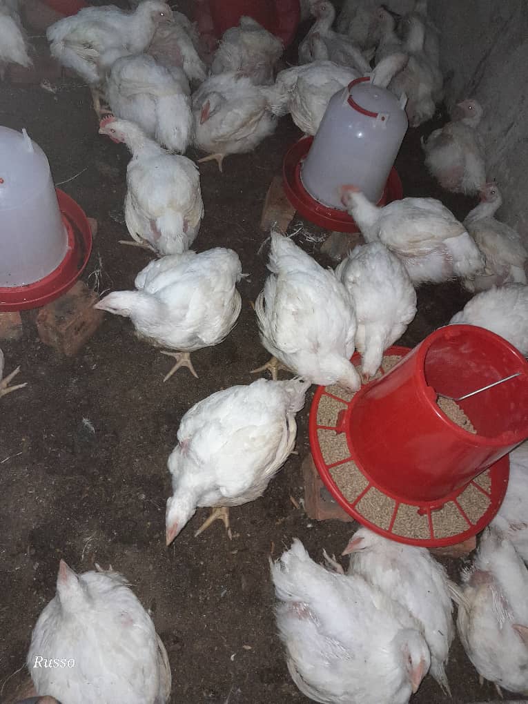 Chickens