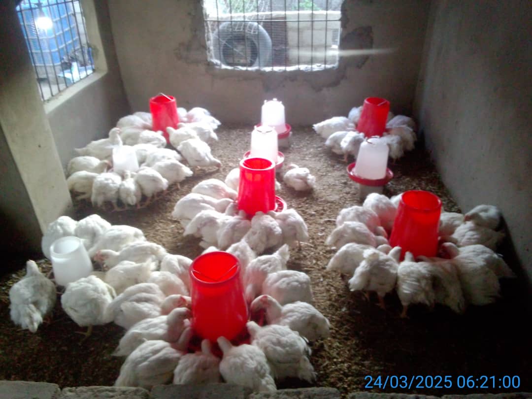 Chickens