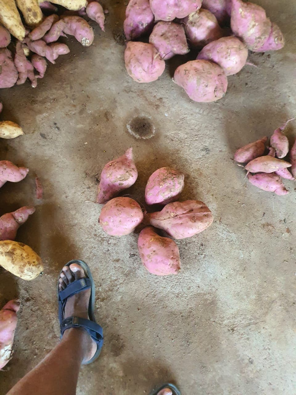 Sweet Potatoes