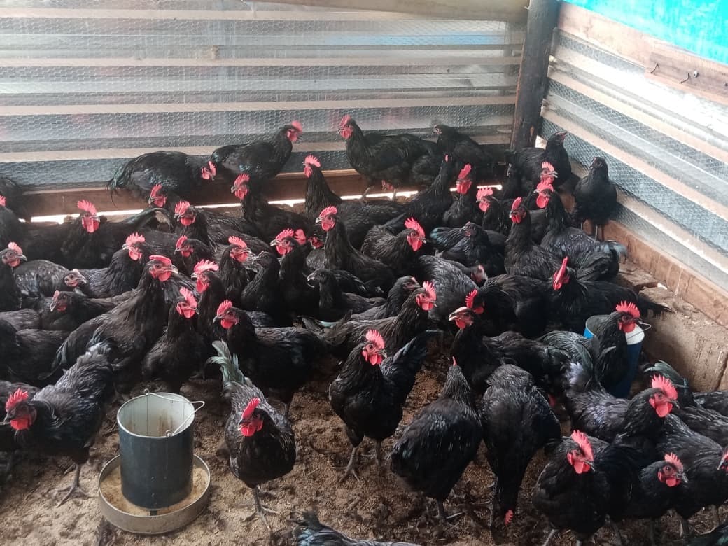 Chickens