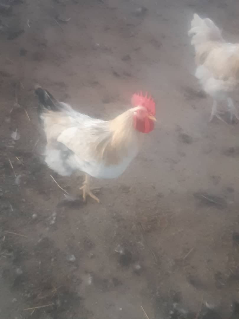 Chickens