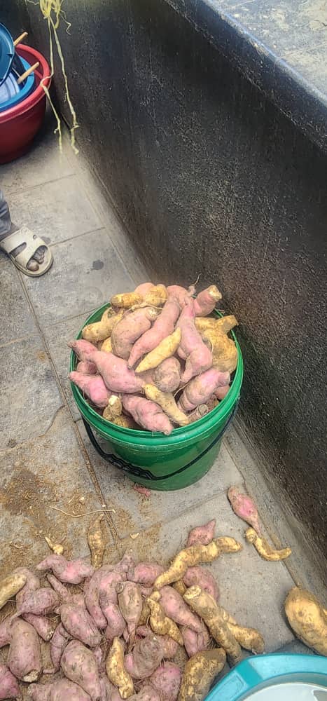 Sweet Potatoes