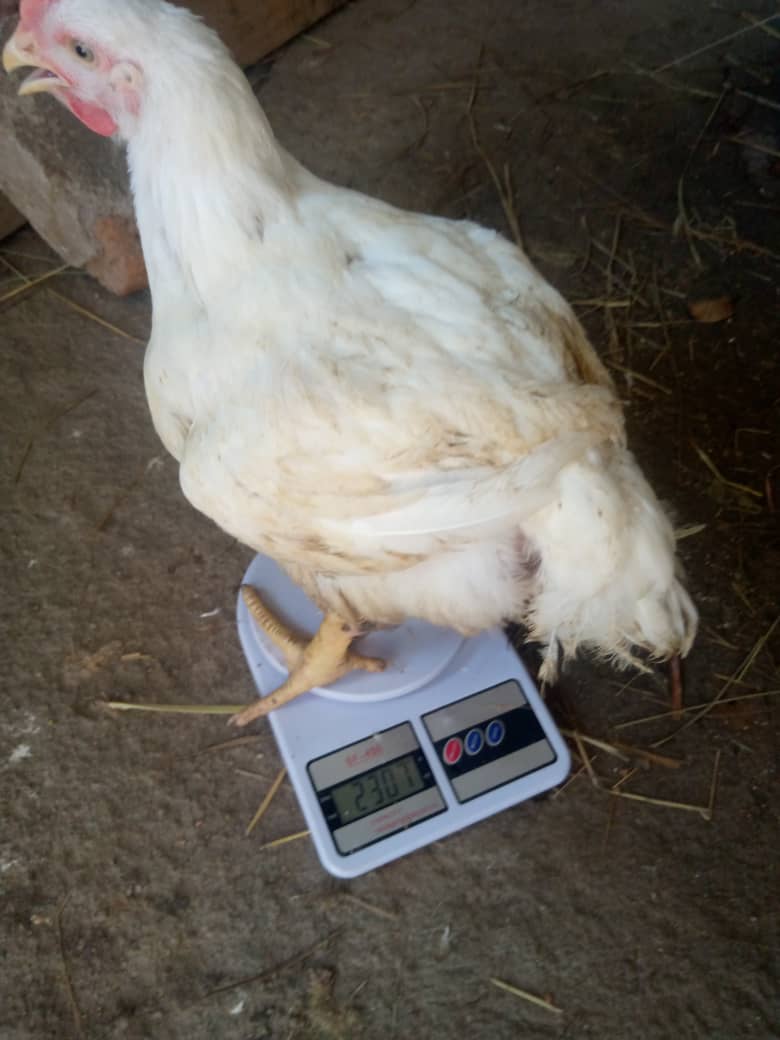 Chickens