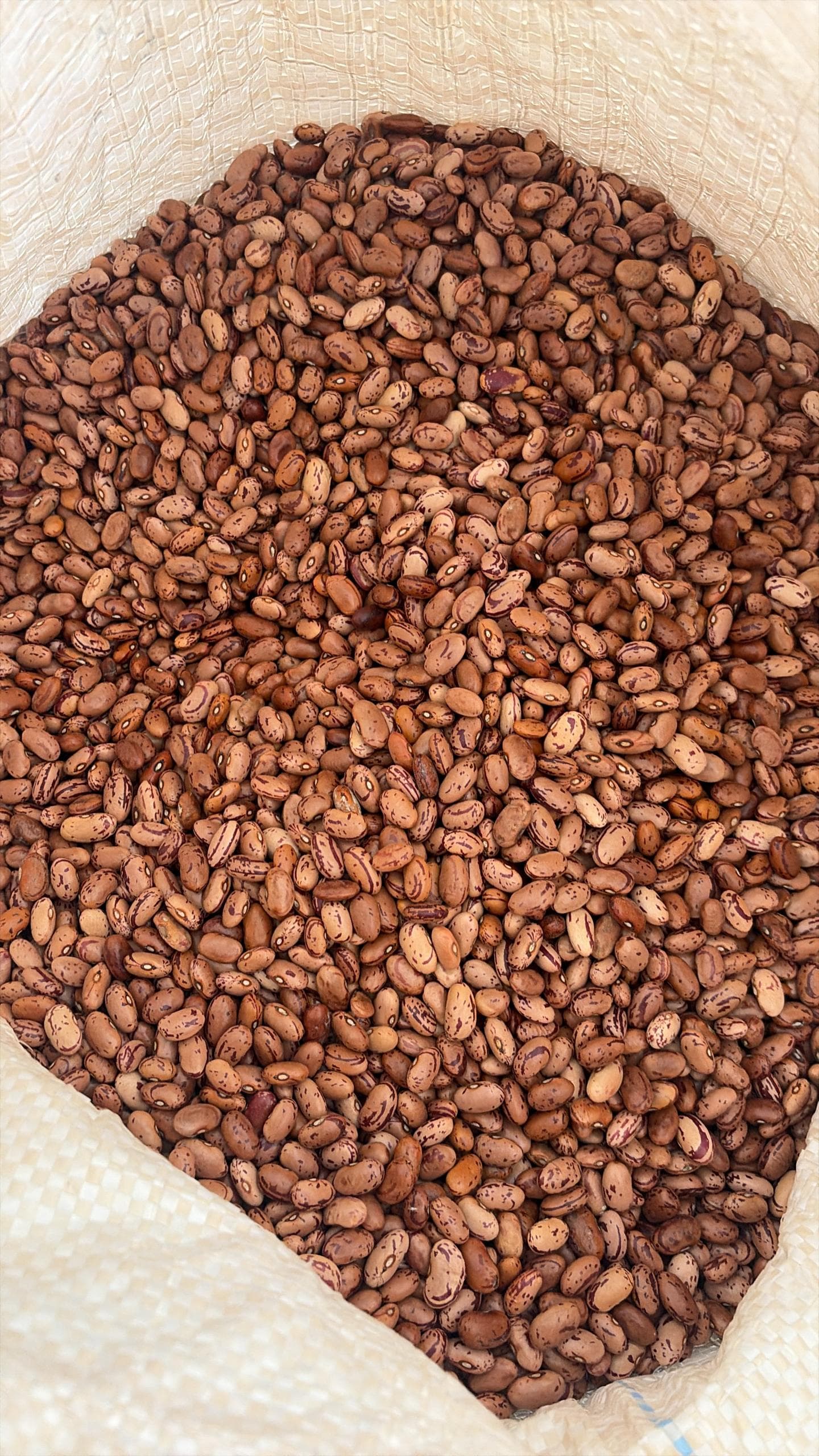 Beans