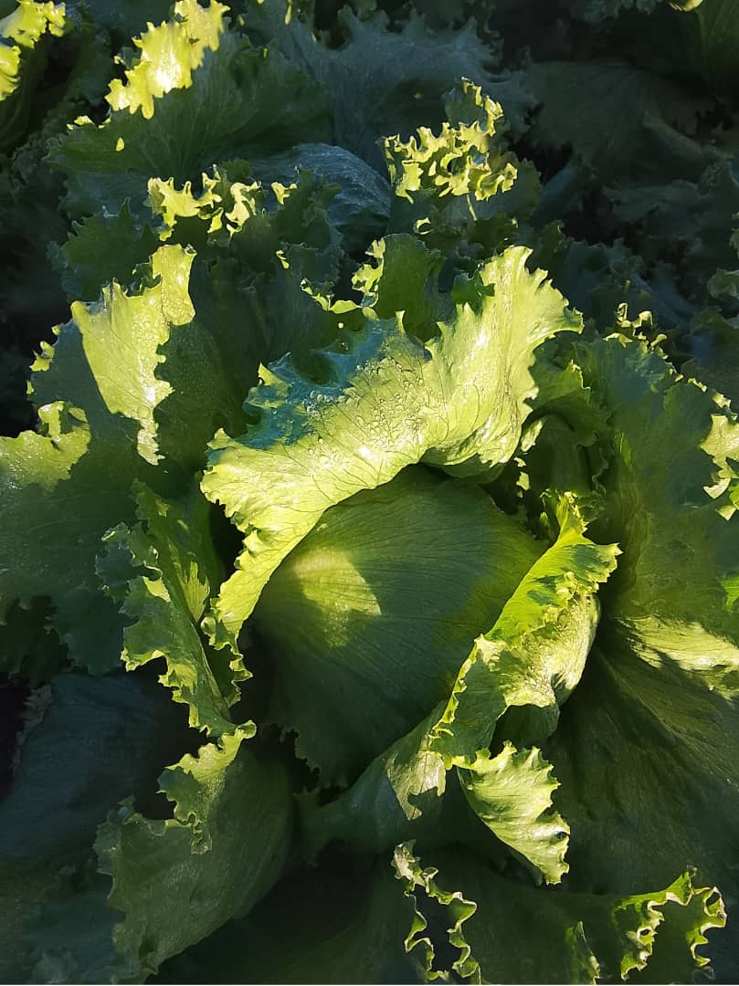 Lettuce