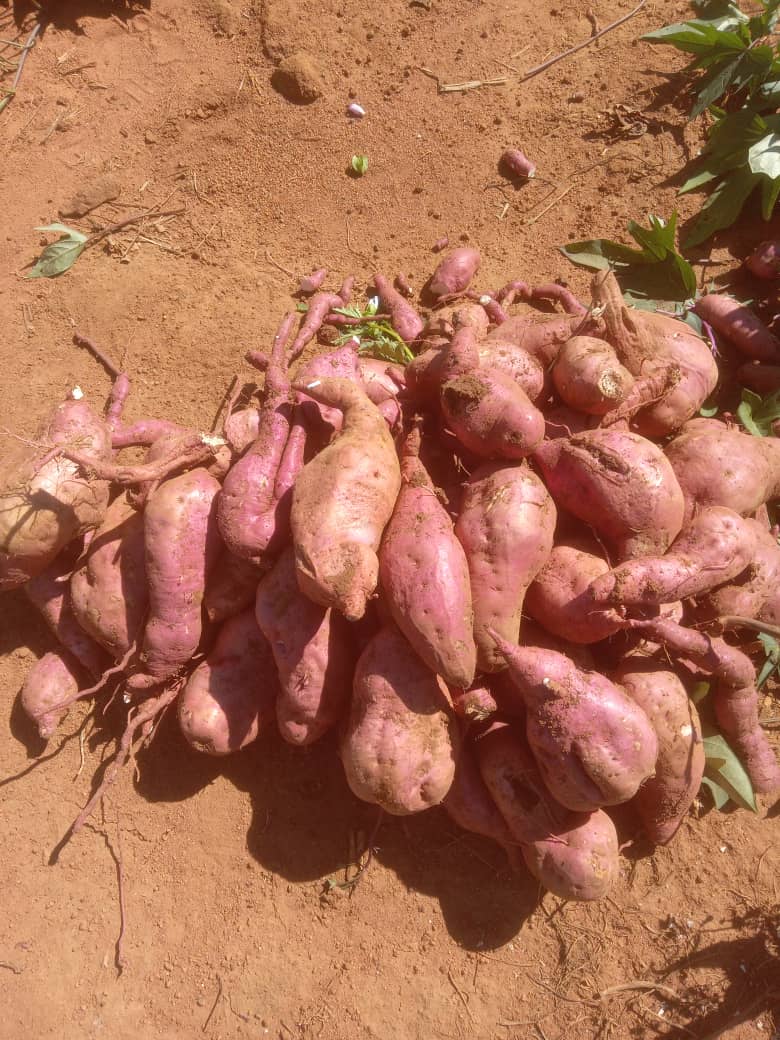 Sweet Potatoes