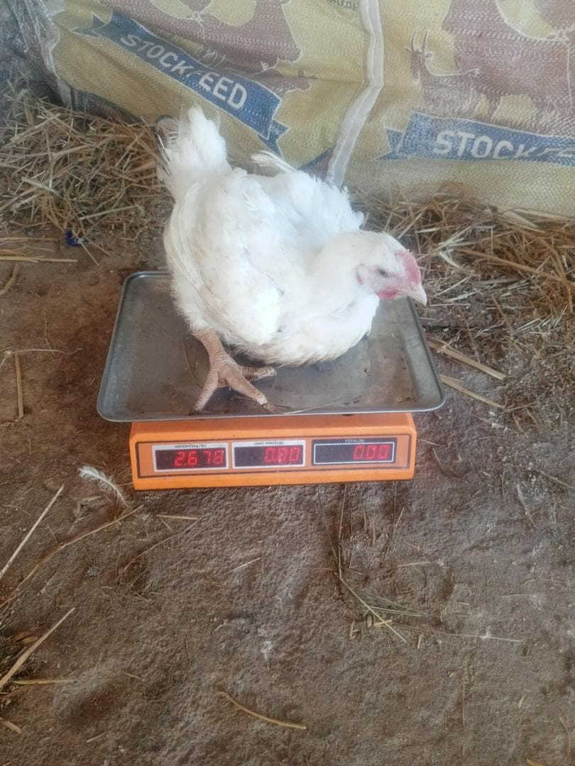 Chickens