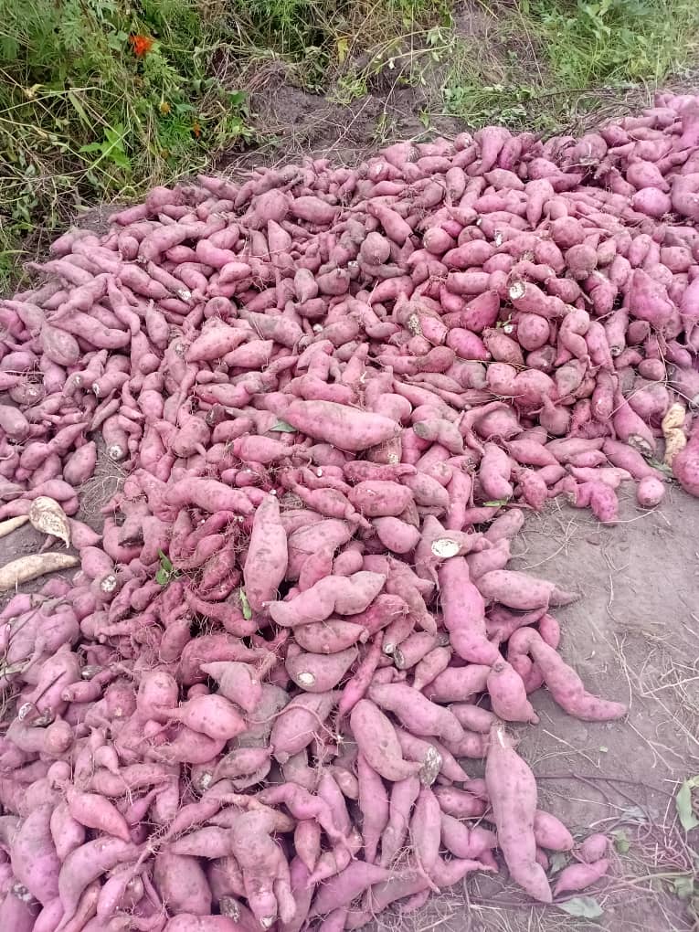 Sweet Potatoes