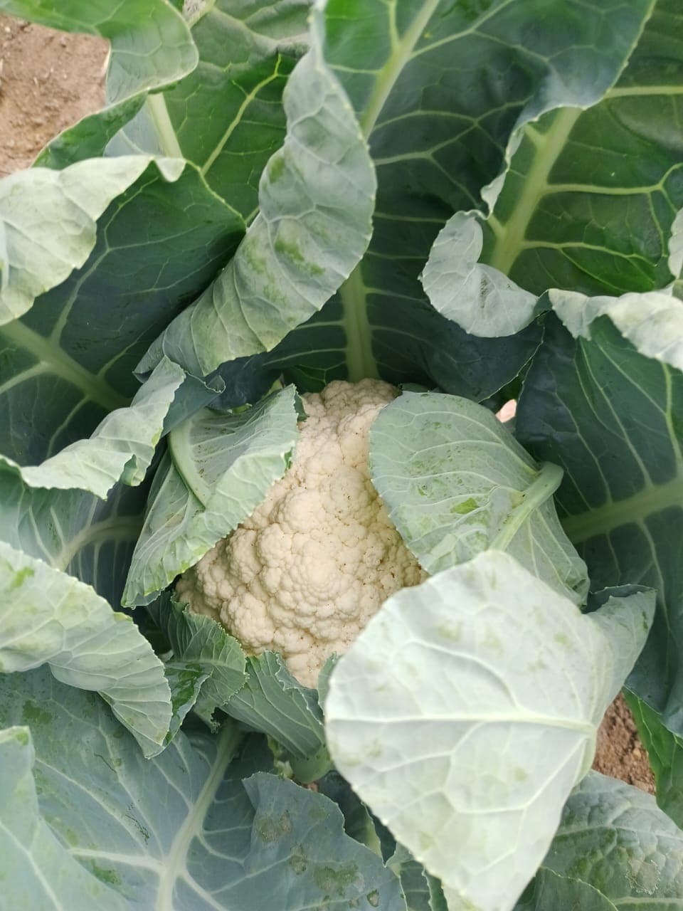 Cauliflower and broccoli