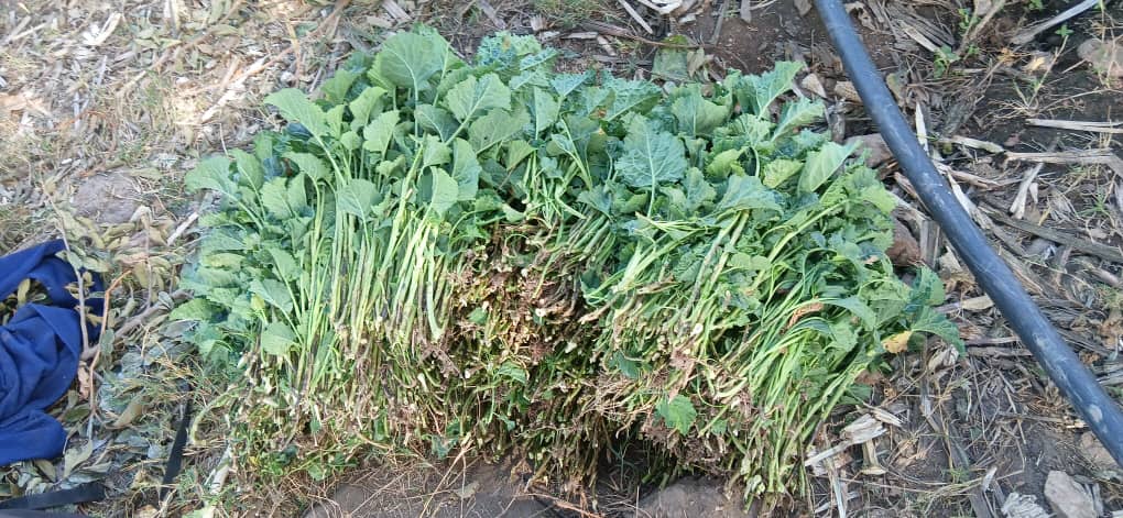 Covo viscose evergreen suckers