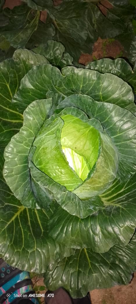Cabbage