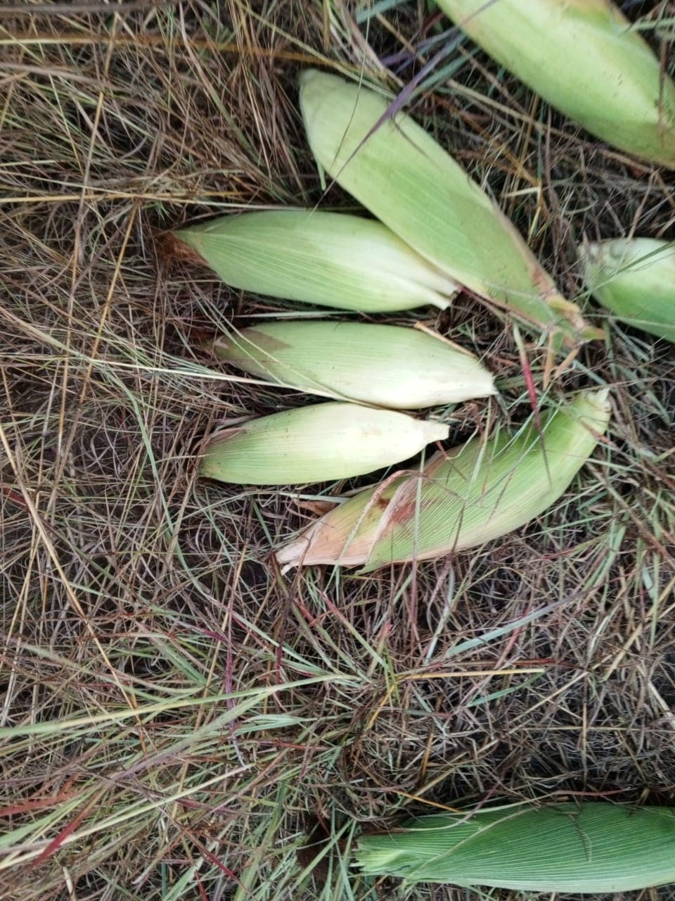 Maize