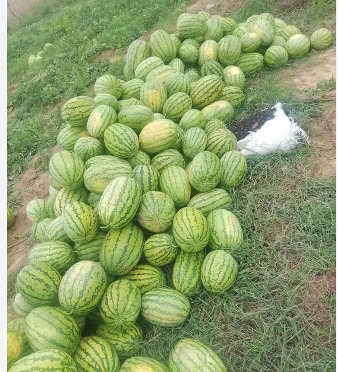 Watermelons