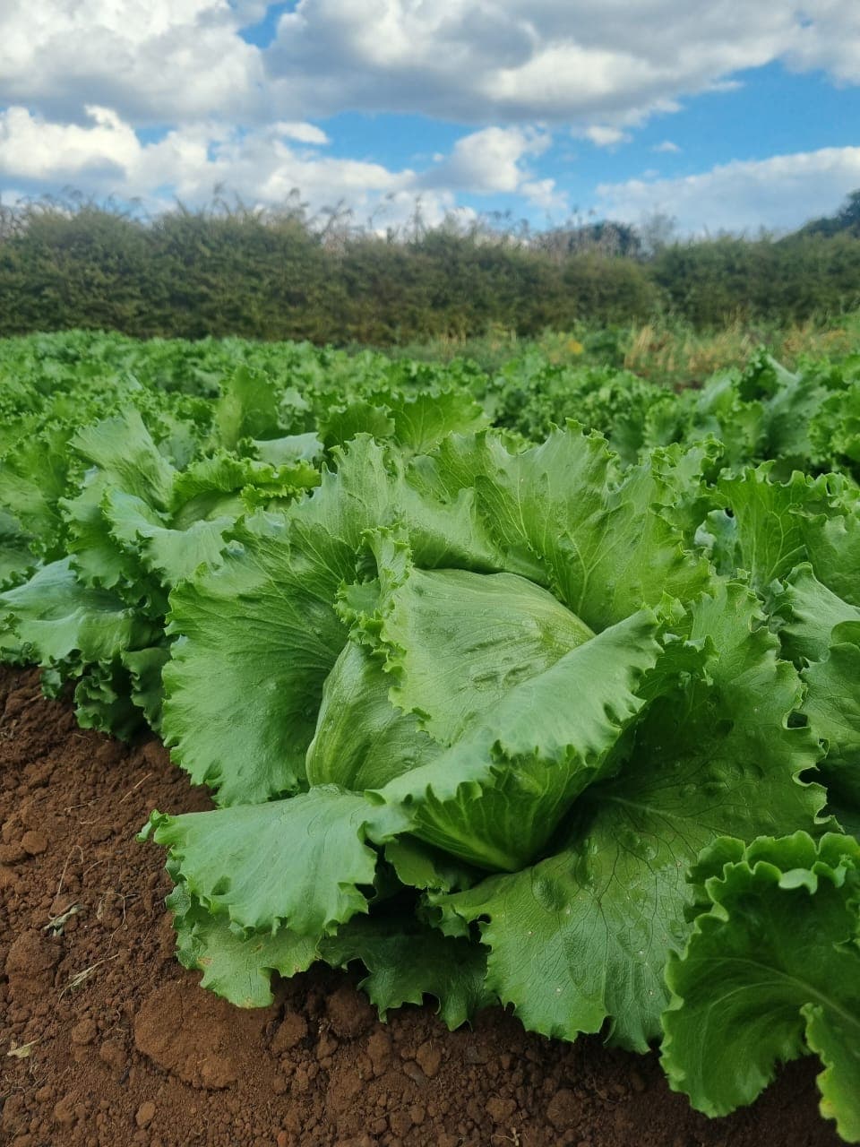 Lettuce