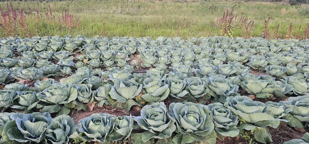 Cabbage