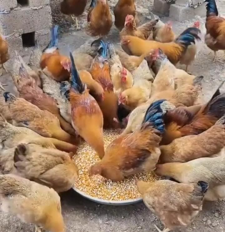 Chickens
