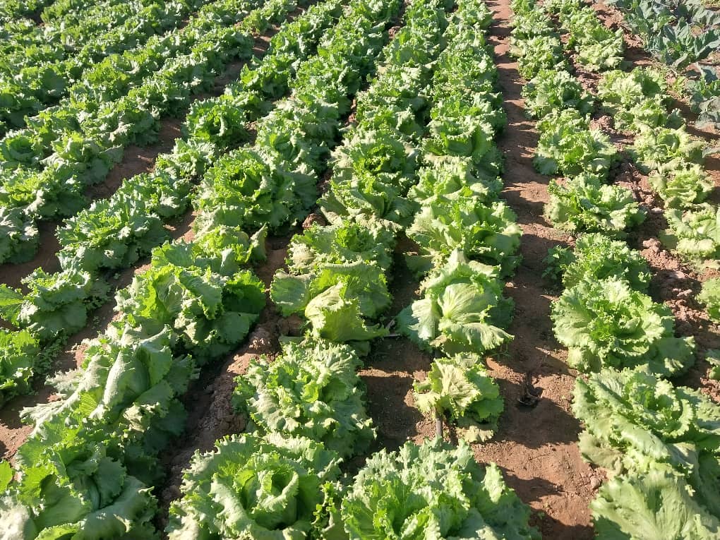 Lettuce