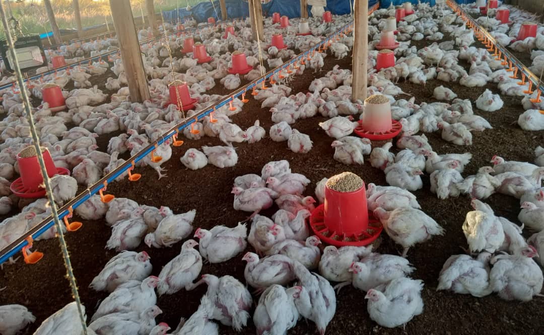 Chickens