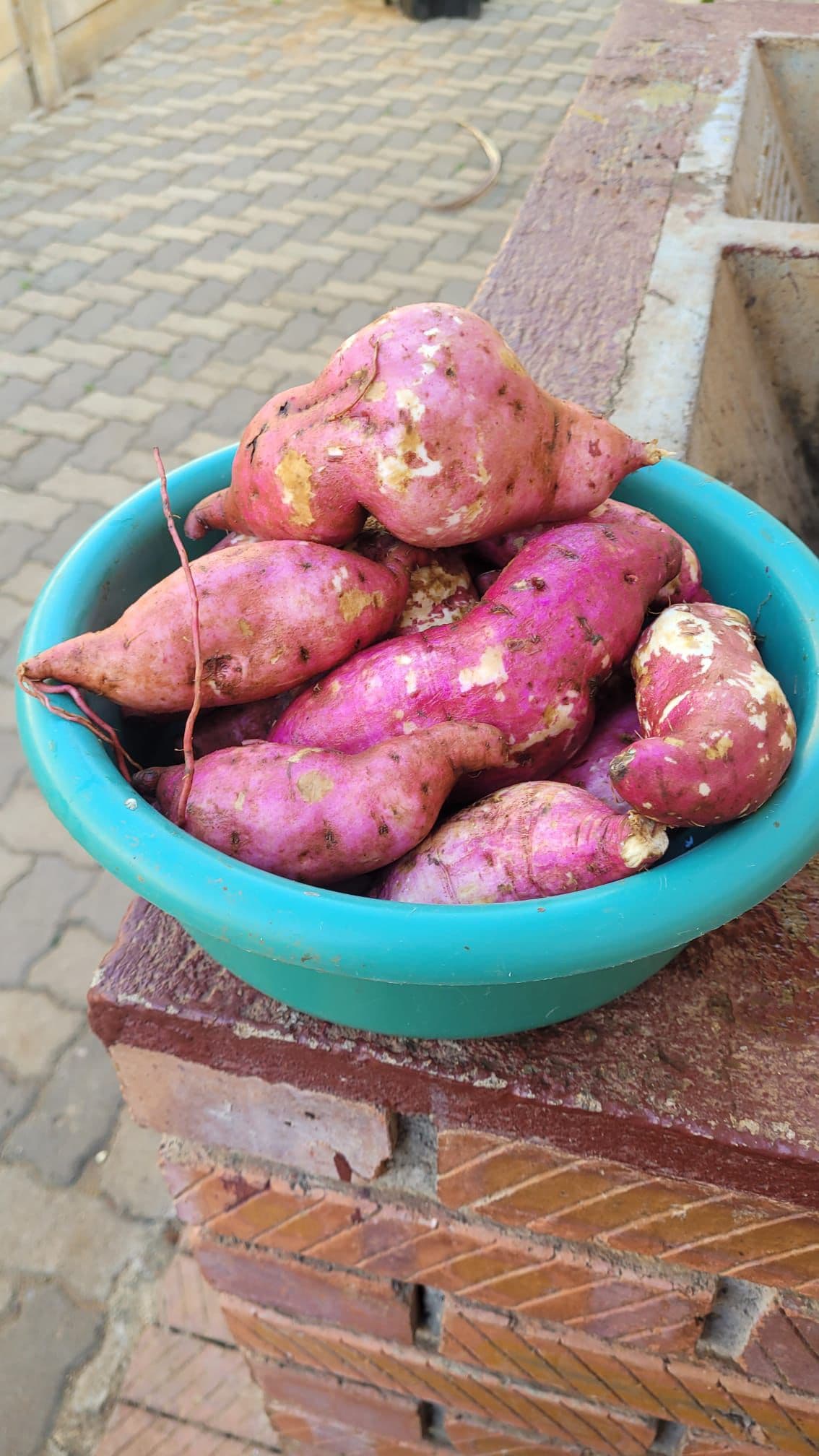Sweet Potatoes