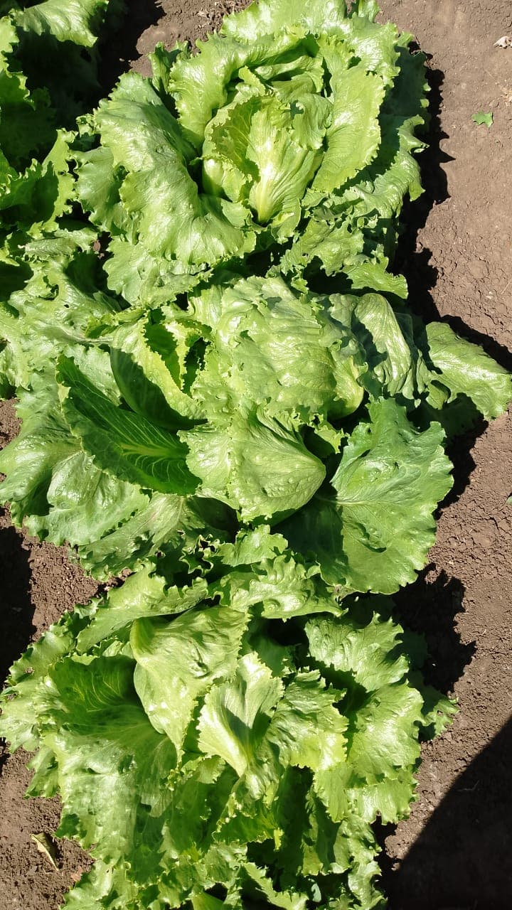 Lettuce