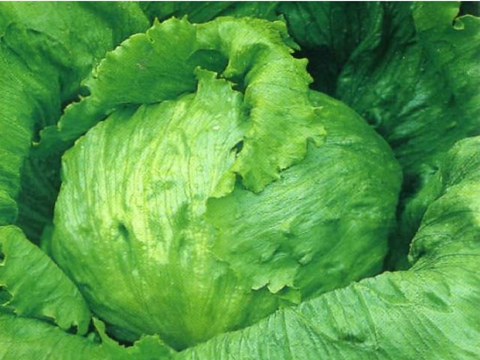 Lettuce