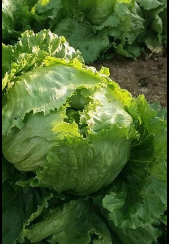 Iceberg Lettuce