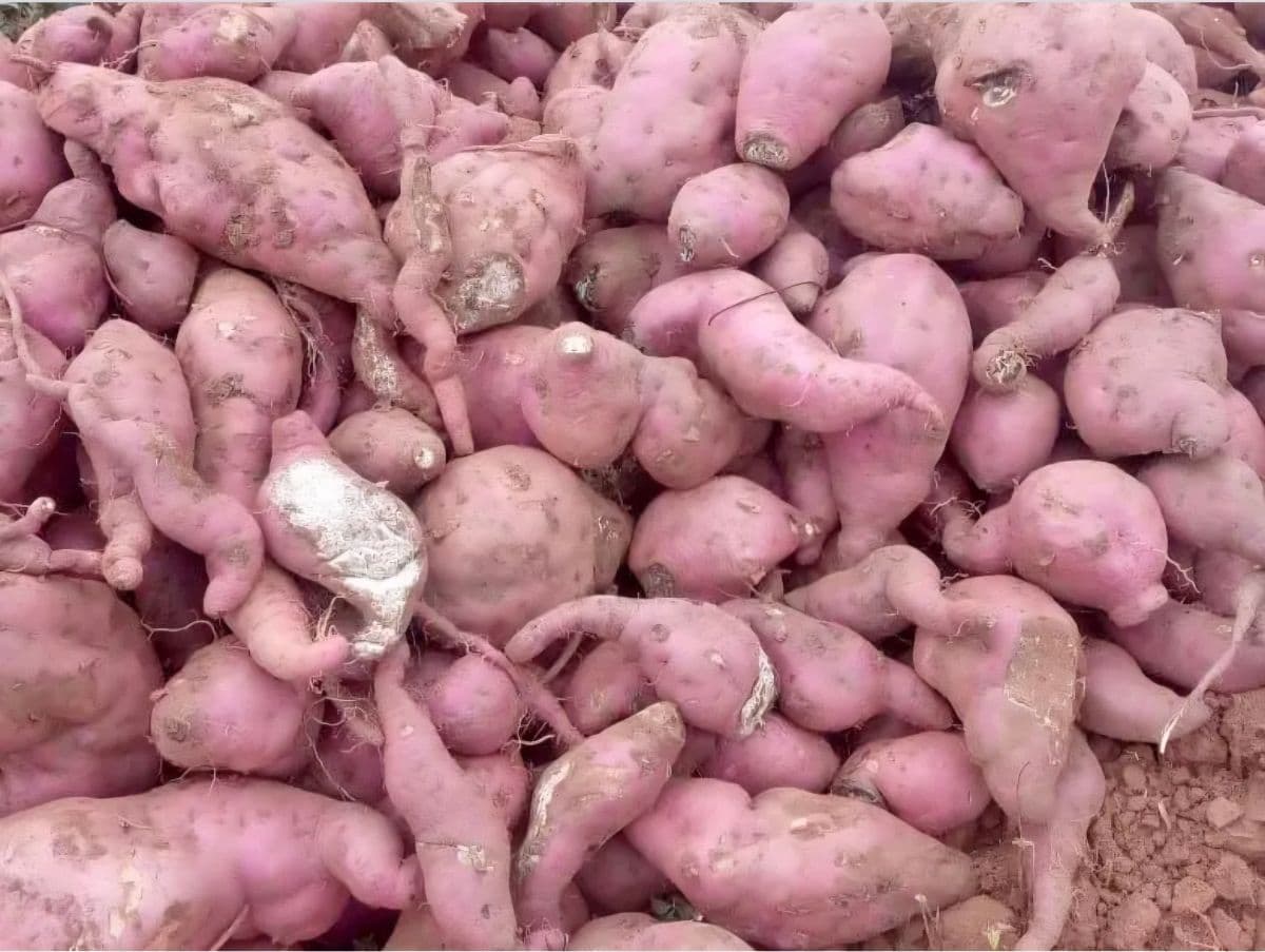 Sweet Potatoes