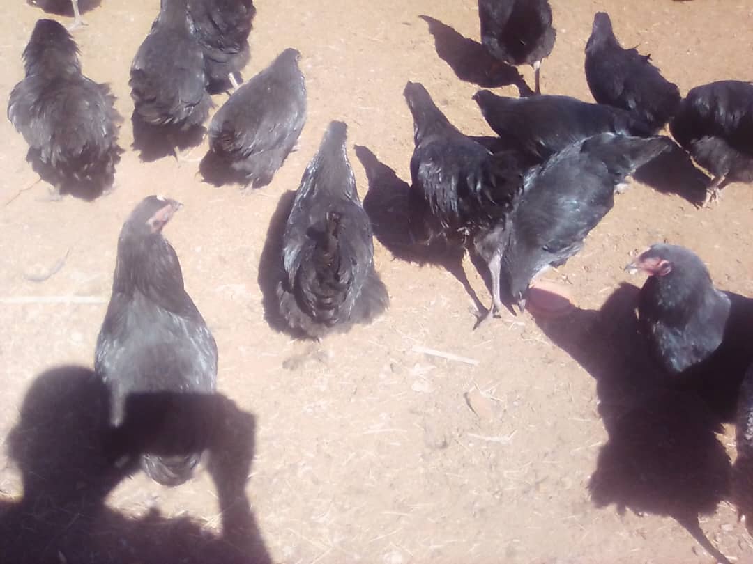 Chickens