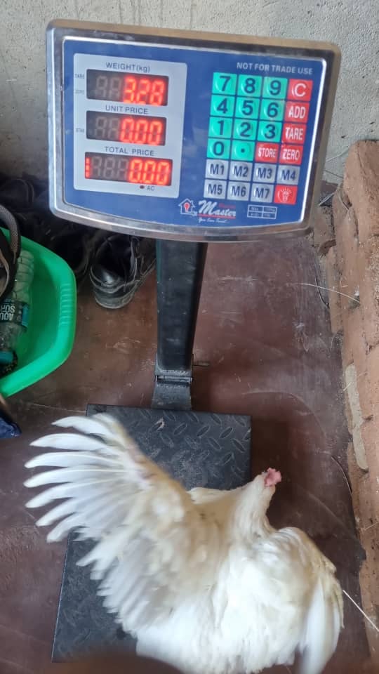 Chickens